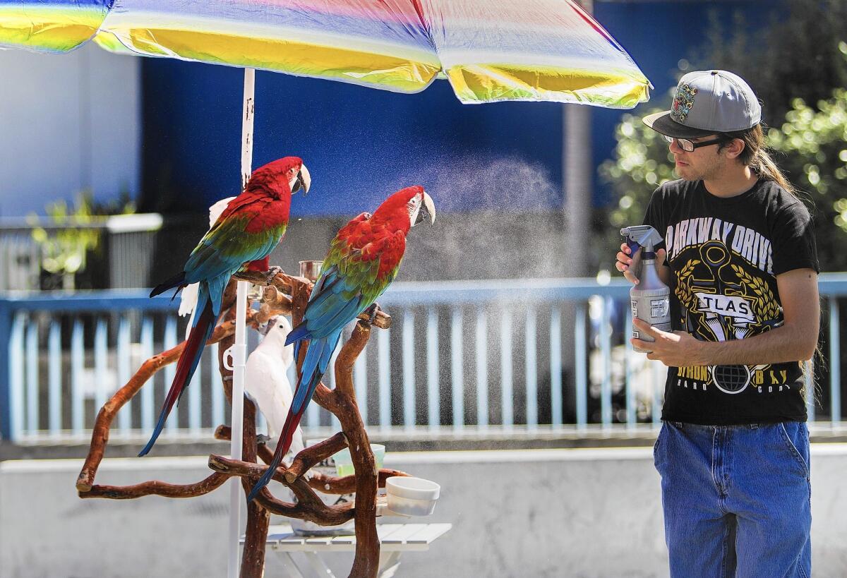 Alex Hurtado spritzes red parrots and white cockatoos with water to keep them cool at Palisades Park.