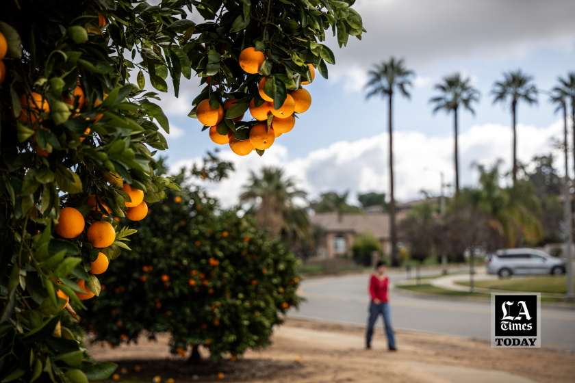 LA Times Today: When is it OK to pick someone else’s fruit tree? We asked and sparked a tense debate