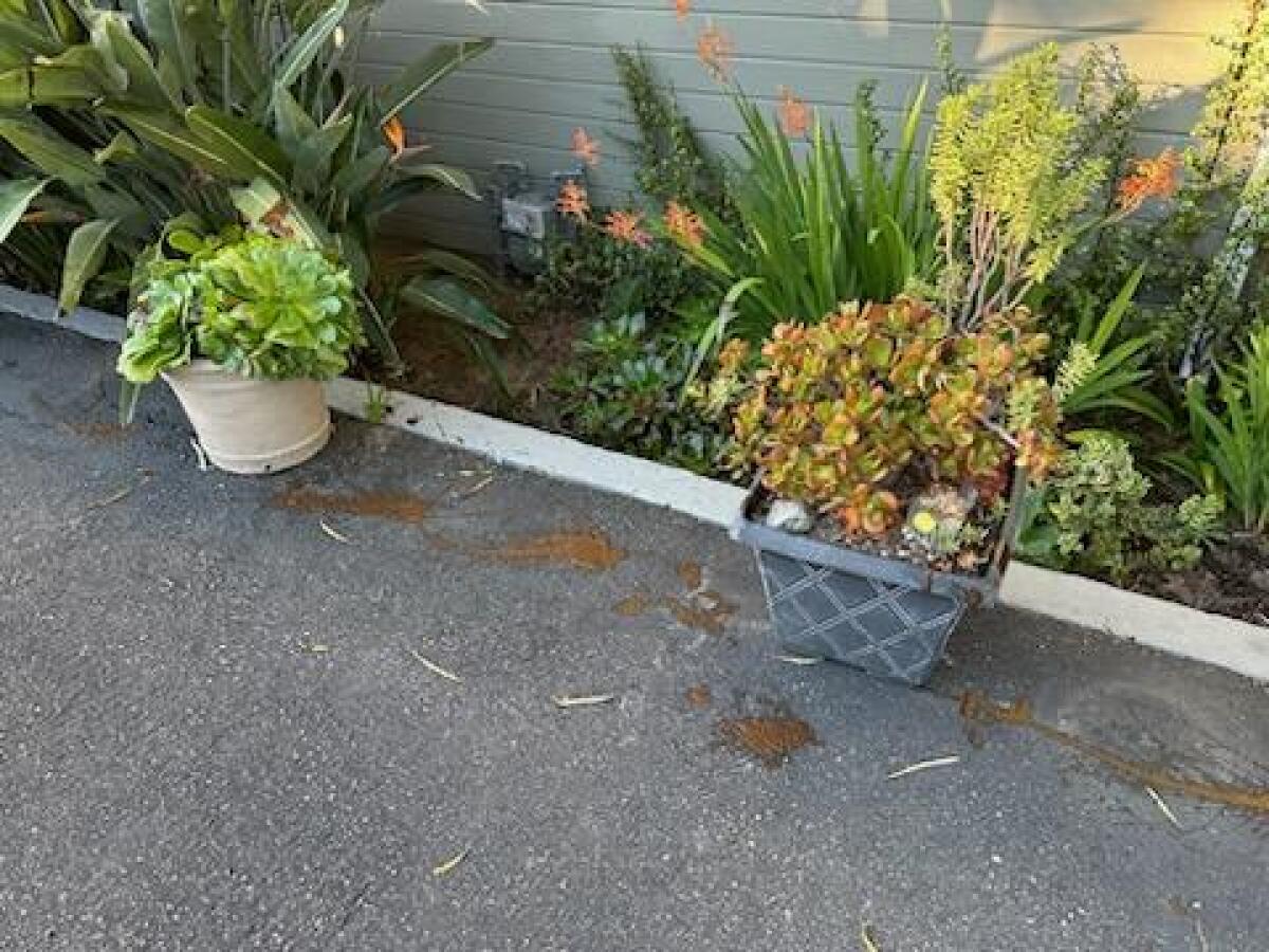 Feces smeared on a walkway and planters