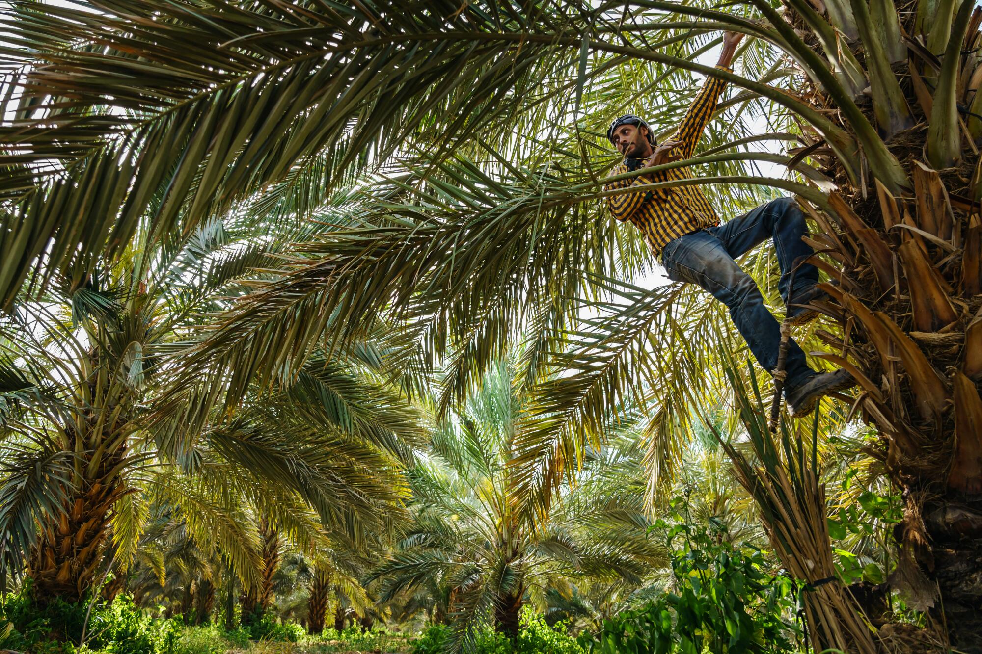 A farmworker trims a date tree.