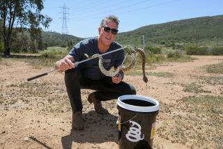 San Marcos, CA - April 14: In a rural area away from homes snake wrangler Bruce Ireland holds a Southern Pacific Rattlesnake he recently removed from a callerOs yard in the San Elijo area of San Marcos. The snake and another were in the plastic bucket he uses to transport them. HeOs about to release it back into the wild. (Charlie Neuman / For The San Diego Union-Tribune)