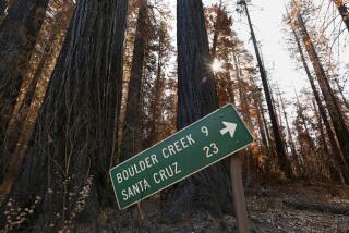 Big Basin Redwoods State Park-Nov. 5, 2020-The Big Basin Redwoods State Park was hit by a wildfire in August that burned roughly 97% of the park's 18,224 acres. Gabe McKenna, a State Parks' safety officer and ranger, said that "The initial assessment…showed that a large amount of trees will fall across Highway 236 in the near future if not removed." The fire was sparked by lightening. The park contains 4,400 acre of old growth redwood forest and 11,3000 acres of secondary growth. (Carolyn Cole / Los Angeles Times)