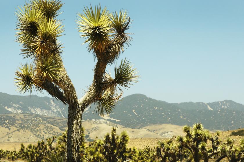 Joshua trees with spiky branches clump together near the bottom of the Blue Ridge Range of Tejon Ranch.