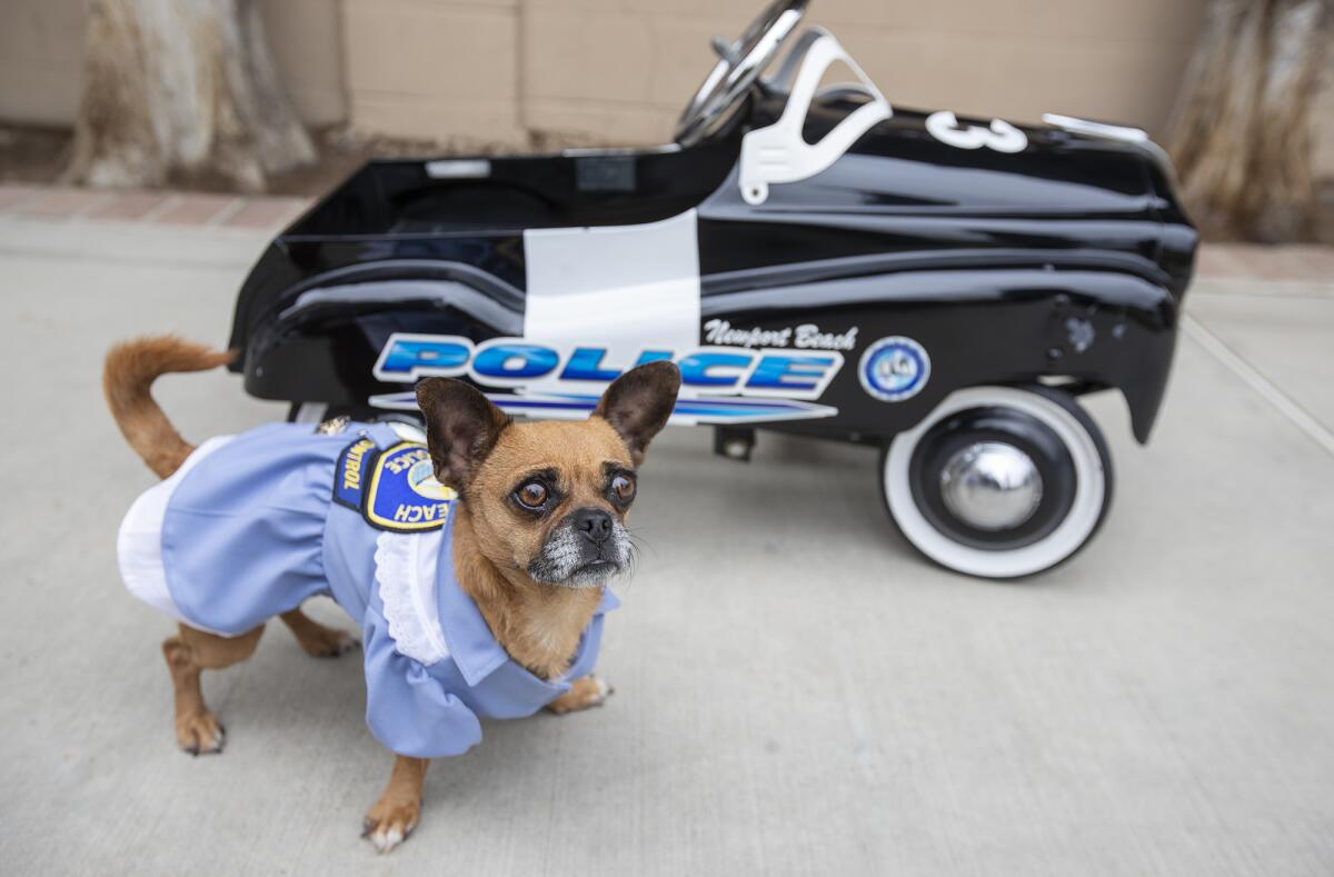 Bubbles, a Chihuahua-pug mix, wearing a police uniform next to a tiny police car