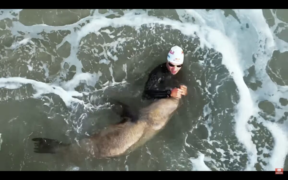 Did a seal attack a triathlete off Malibu? Video captures encounter - Los  Angeles Times