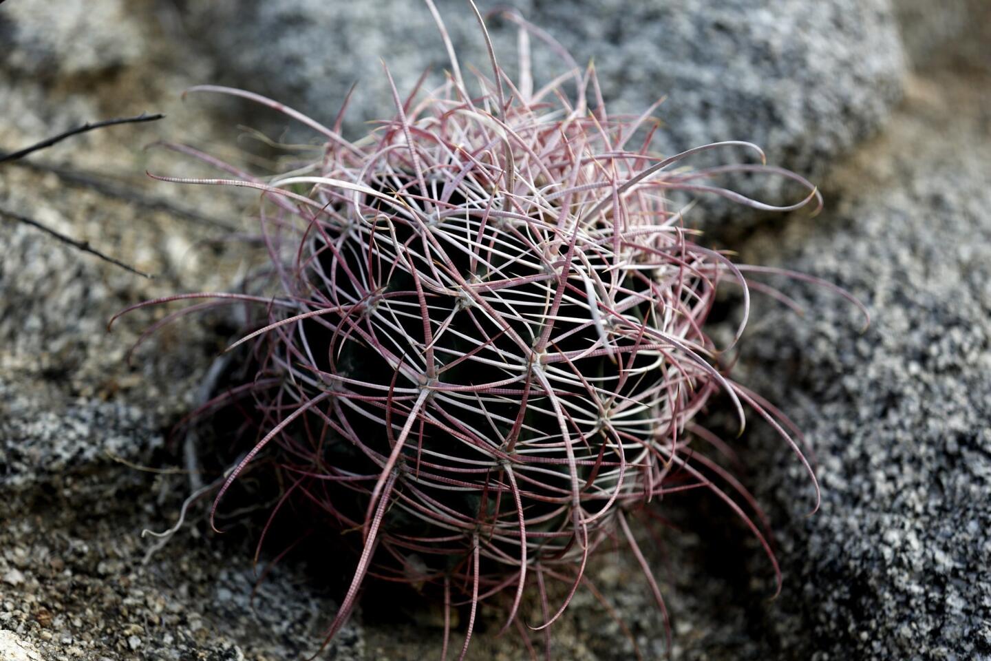 The barrel cactus (ferocactus cylindraceus) isn't a wildflower, but is a happy member of the plant community in Glorietta Canyon in Anza-Borrego Desert State Park.
