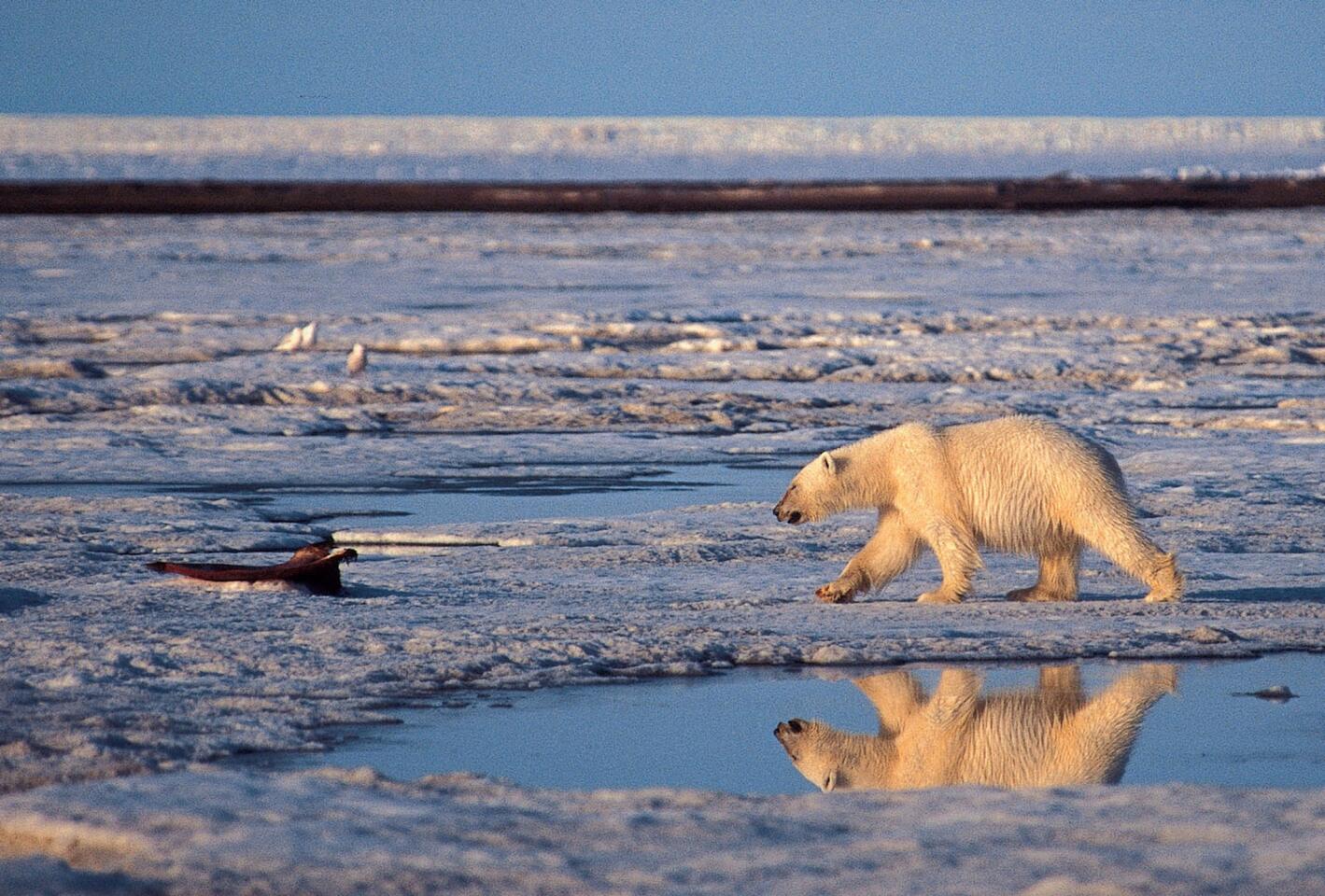 The final decision on designating more of the Arctic National Wildlife Refuge as protected wilderness rests with Congress, but the Interior Department plans to immediately begin managing the area under that level of protection.