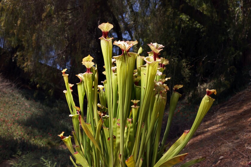 A carnivorous plant with green stalks and flowers on top.