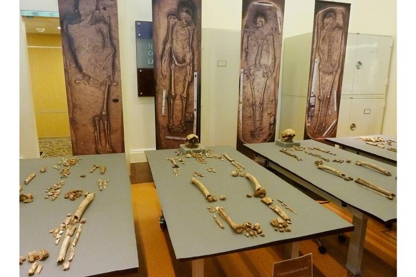 The bones of four of the early leaders of Virginias's Jamestown settlement are displayed at the Smithsonian Institution in Washington.