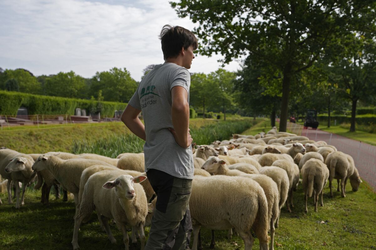 Belgian sheep herder Lukas Janssens tends to his flock at Schoonselhof cemetery in Hoboken, Belgium, Friday, Aug. 13, 2021. Limiting emissions of carbon dioxide, a key contributor to climate change, and promoting biodiversity are two key goals of Janssens small company The Antwerp City Shepherd. (AP Photo/Virginia Mayo)