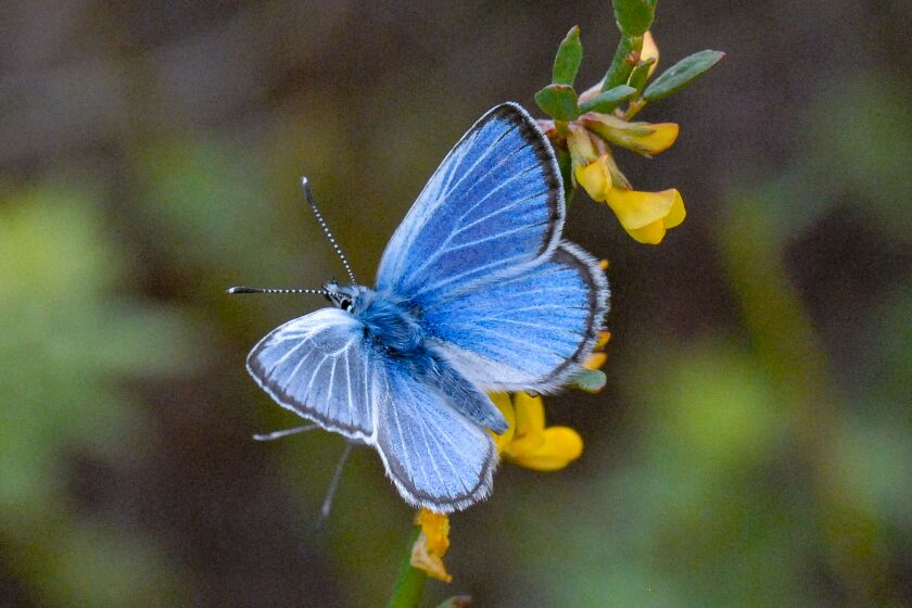 The endangered Palos Verdes blue butterfly.