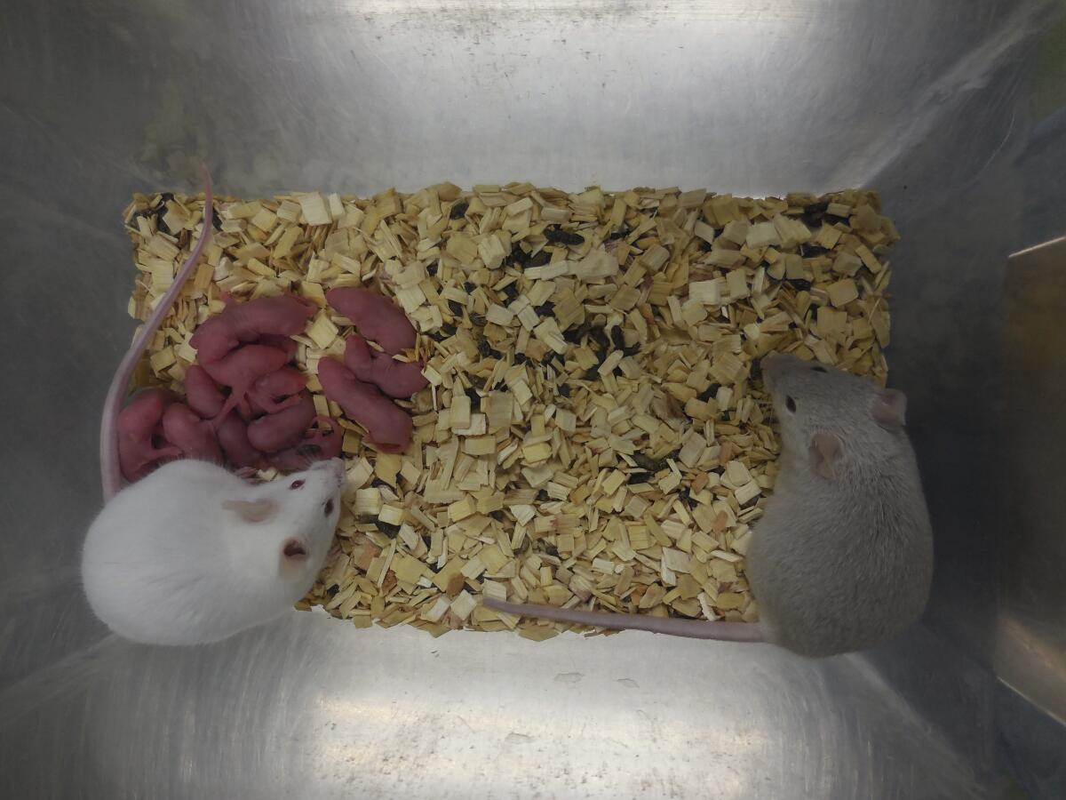 Esta foto proporcionada por el científico Katsuhiko Hayashi muestra ratones nacidos a partir de células madre