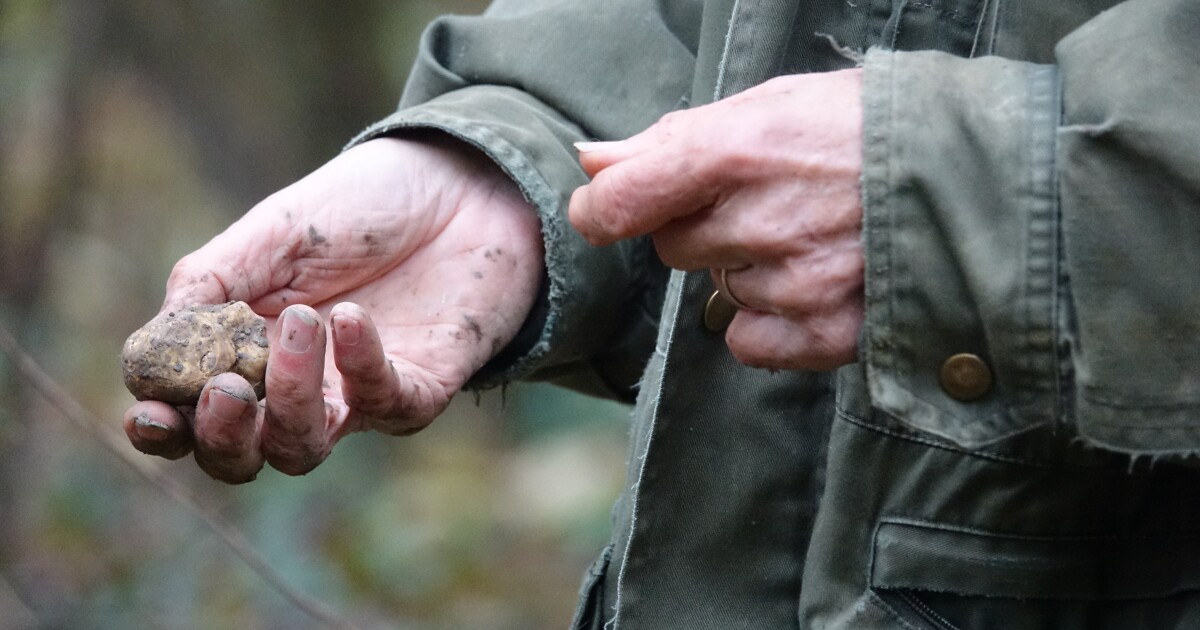 Italy’s white truffle hunters worry about climate change - The San Diego Union-Tribune