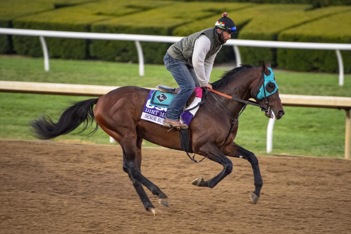 Senor Buscador gallops on the track during a training run before the 2022 Breeders' Cup.