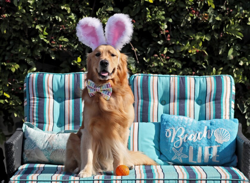 Fletcher the dog on a couch wears bunny ears and a bow tie.