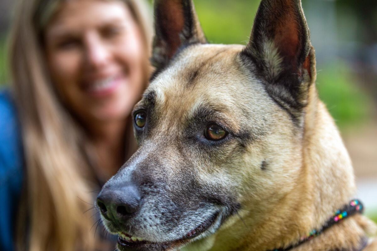 A closeup of Buddy the dog's face, with his owner out of focus in the background.