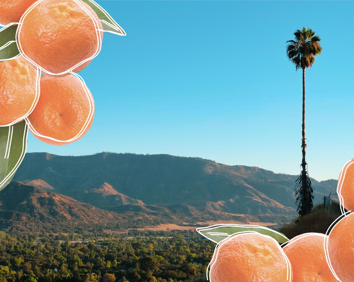 An illustration of citrus fruit atop a photo of green mountains.