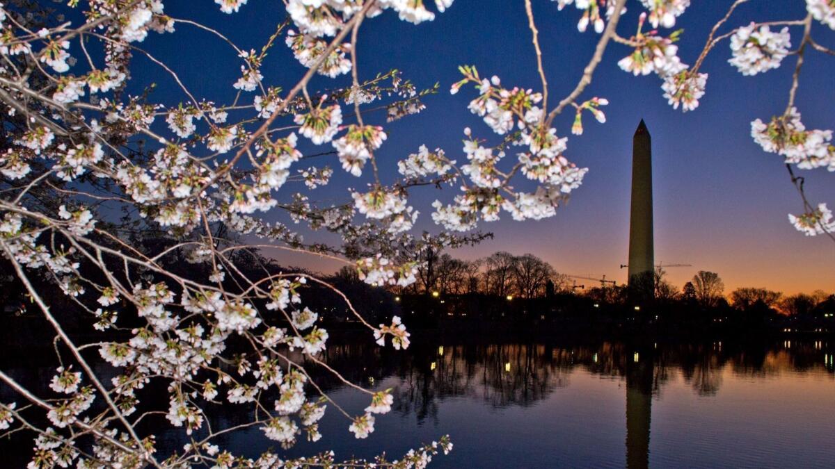 It's a waiting game for the annual cherry trees to bloom in Washington, D.C. Cool temperatures have pushed back the forecast date. (Photo show's past blossom time.)