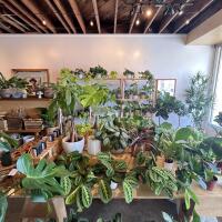 A retail space filled with houseplants 