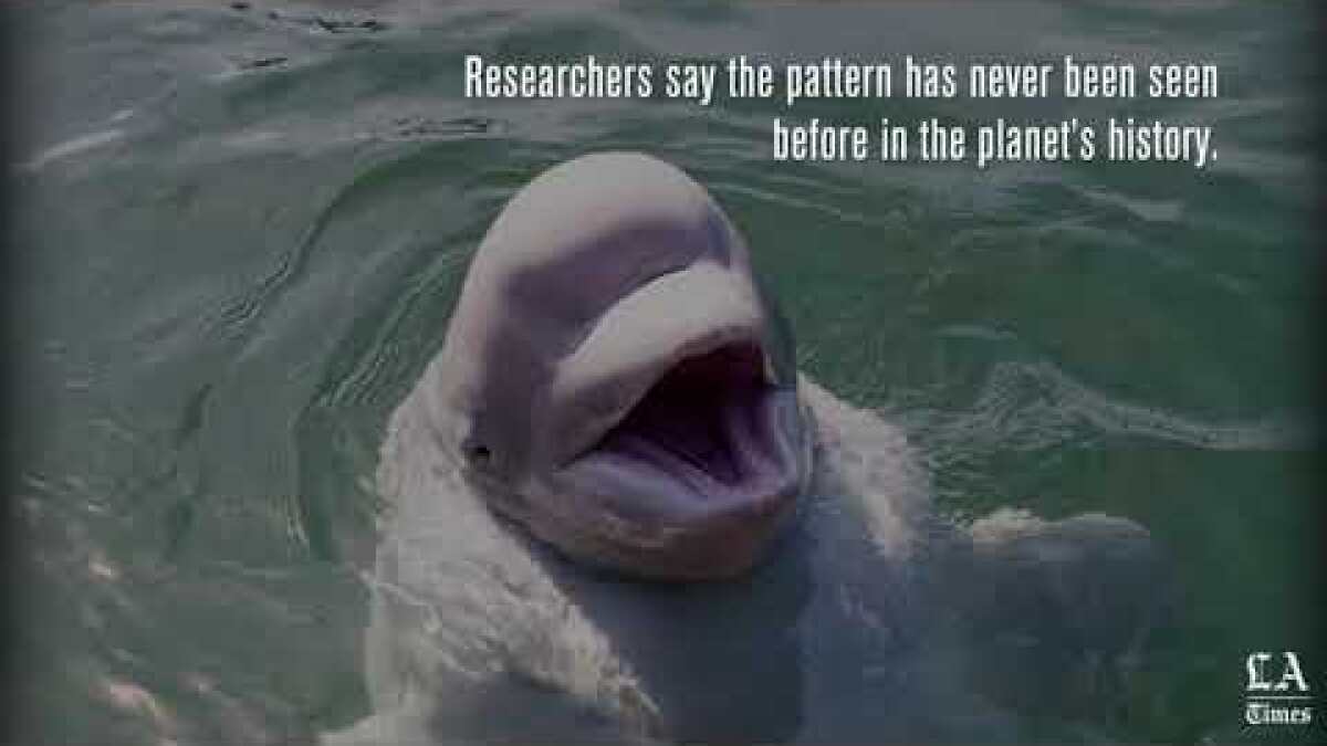 The biggest animals in the ocean are more likely to go extinct - Los  Angeles Times