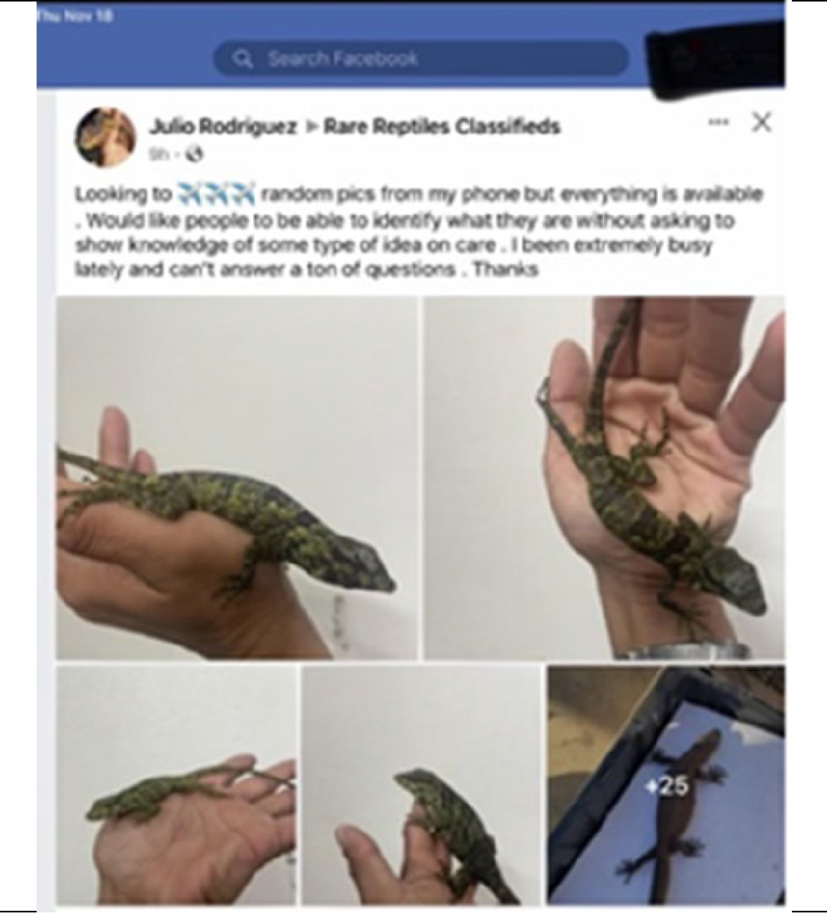 A Facebook ad shows lizards for sale by Julio Rodriguez, who investigators say is Jose Manuel Perez.