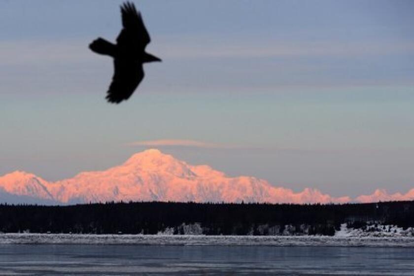 A raven rides a light breeze near Mt. McKinley, the 20,320-foot-high star of Denali National Park in Alaska.