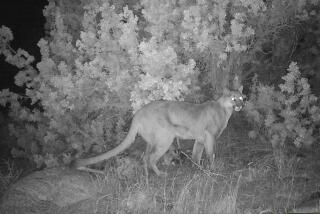 A mountain lion in Joshua Tree National Park taken by a motion camera