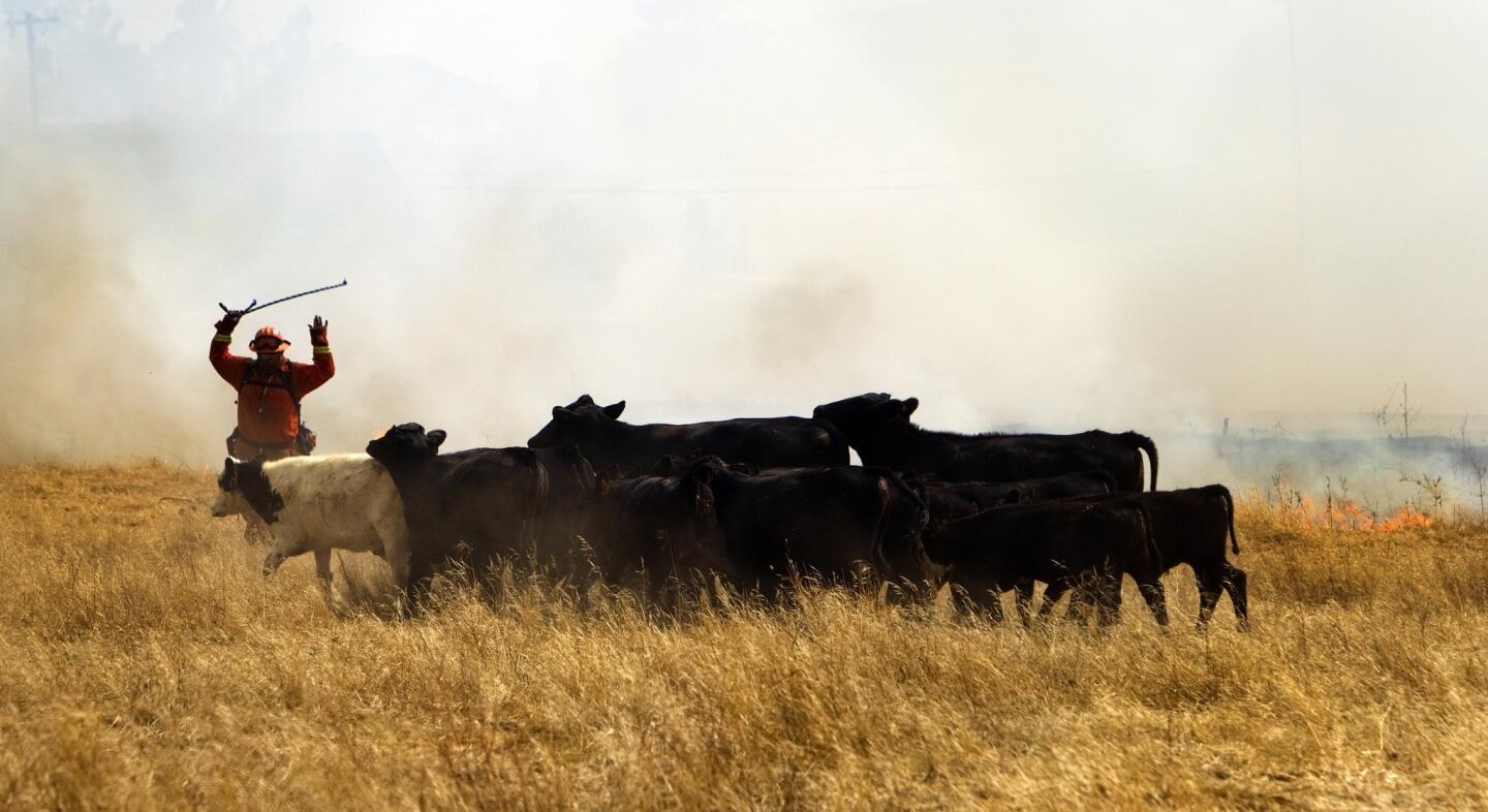 A firefighter rounds up cattle to keep them away from the approaching Mentone wildfire in Yucaipa. The fire has burned more than 200 acres off Highway 38 and Bryant Street.