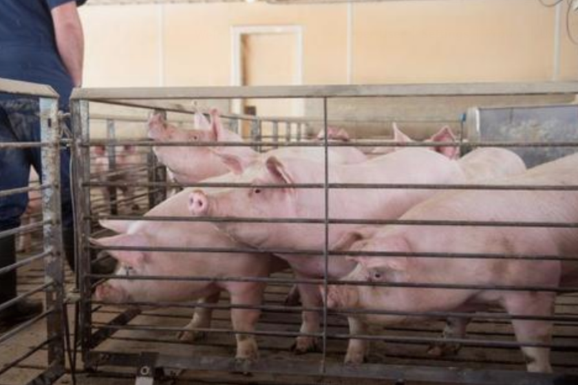 Fotografía de cerdos en edad de sacrificio, el miércoles 4 de abril de 2018, en una granja de Clear Lake, estado de Iowa (EE.UU.). EFE/Craig Lassig/Archivo