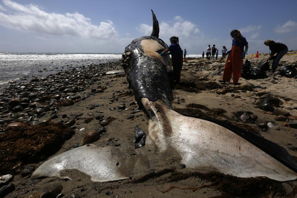 A research biologist with NOAA takes samples from a dead whale that washed up in Orange County near Lower Trestles along San Onofre State Beach.