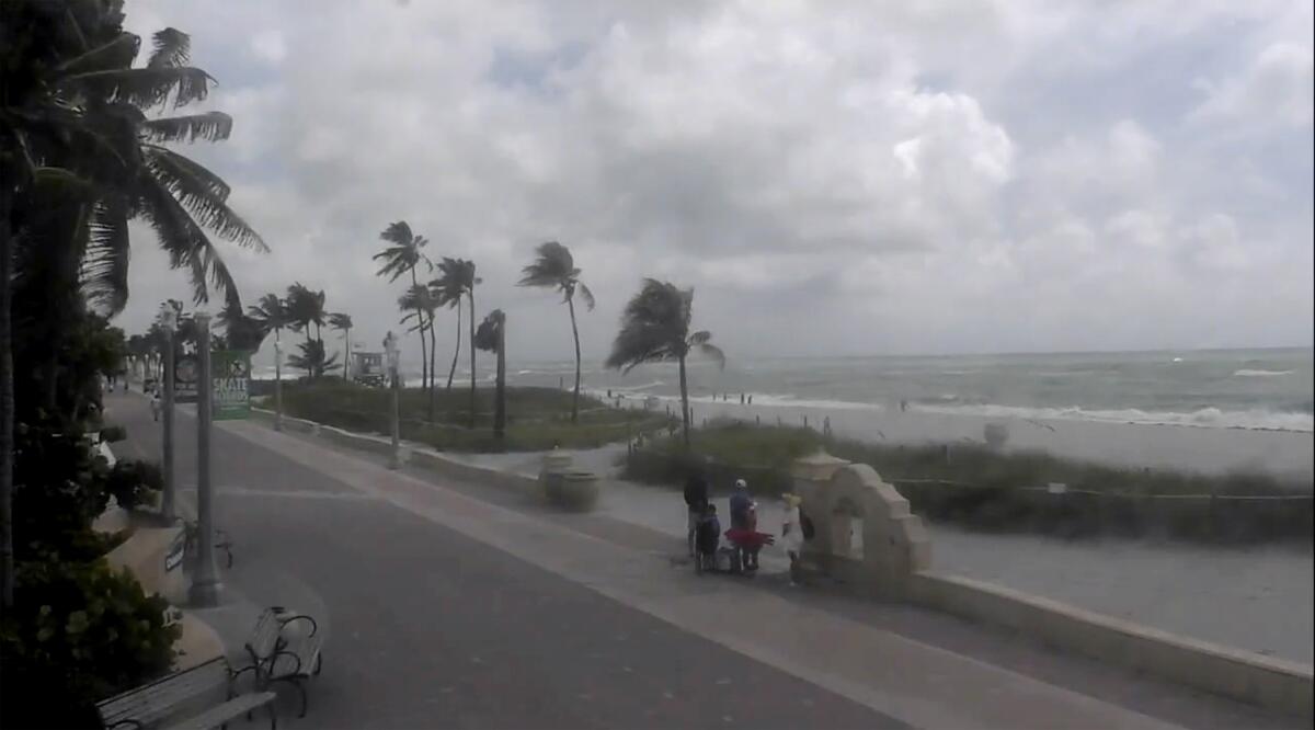 People walk near a beach as wind blows palm trees. 