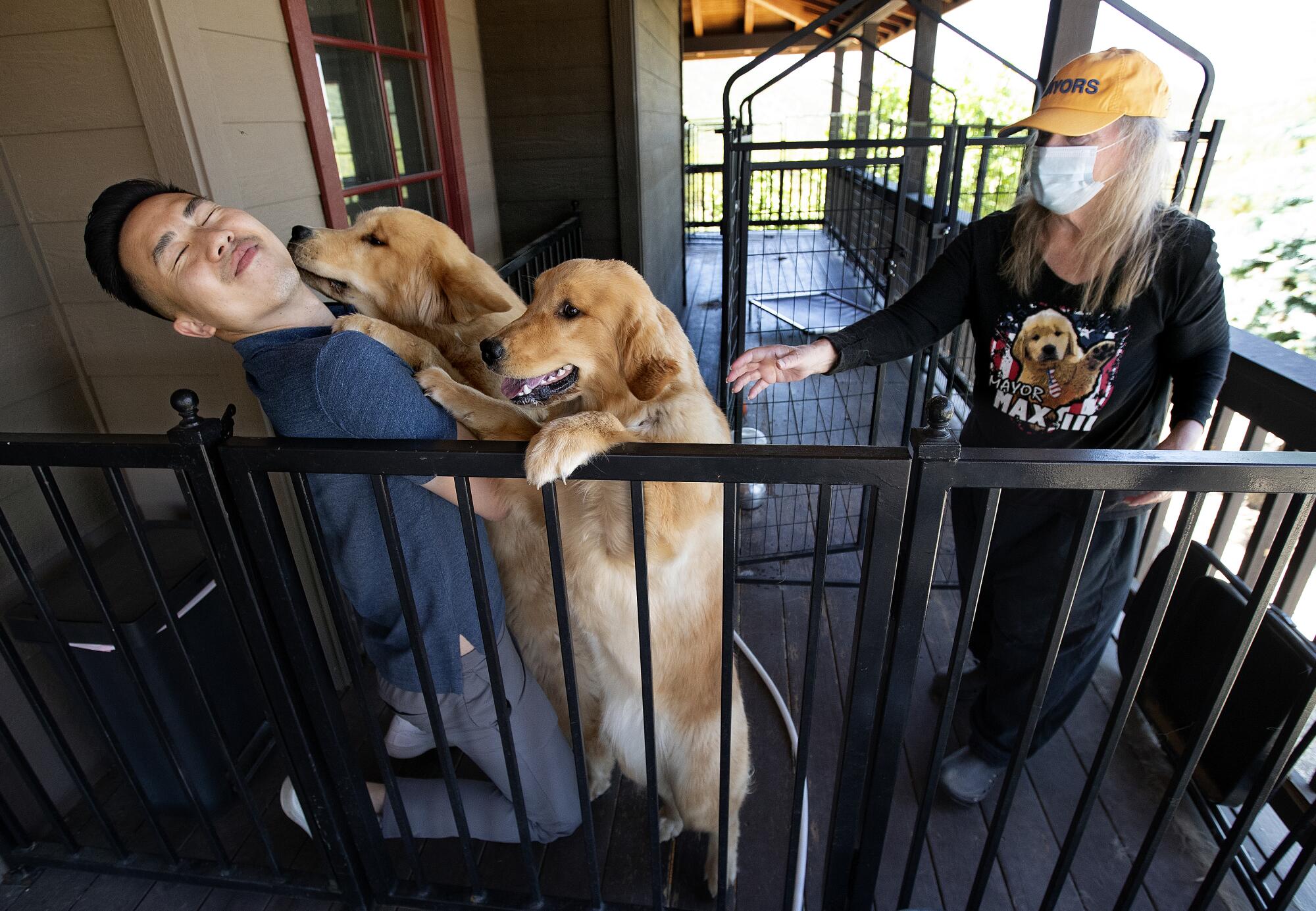 Golden retrievers jump on a kneeling man.