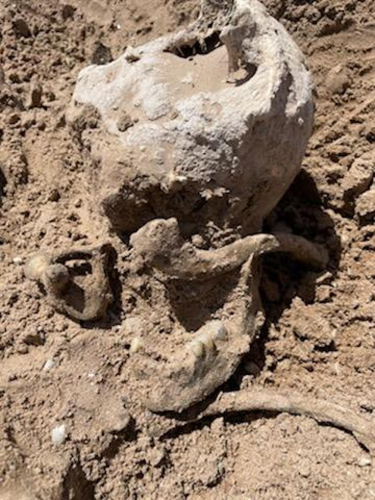 Pieces of a human skull on sand