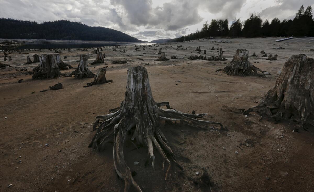 As Huntington Lake recedes, tree stumps are left exposed. The reservoir is part of the San Joaquin River watershed.