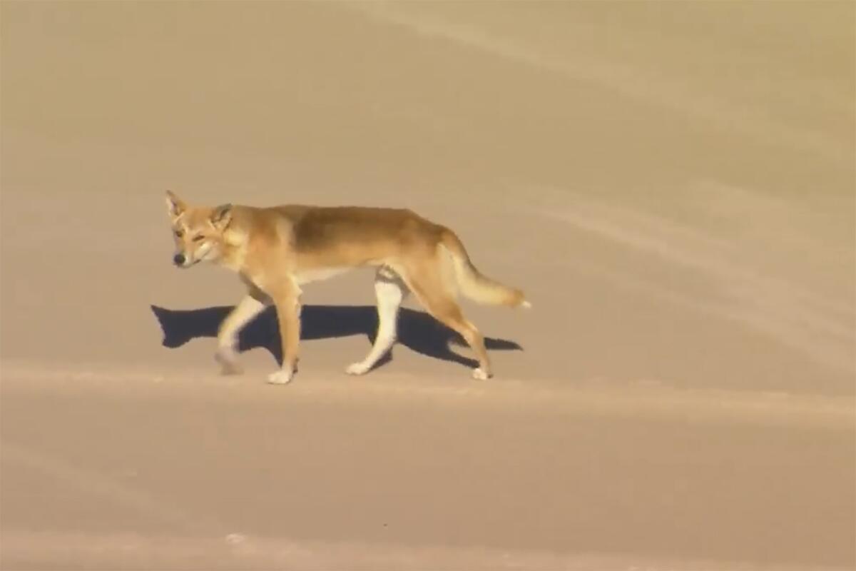 En esta imagen aérea tomada de un video, un dingo camina por la playa en K'gari, 