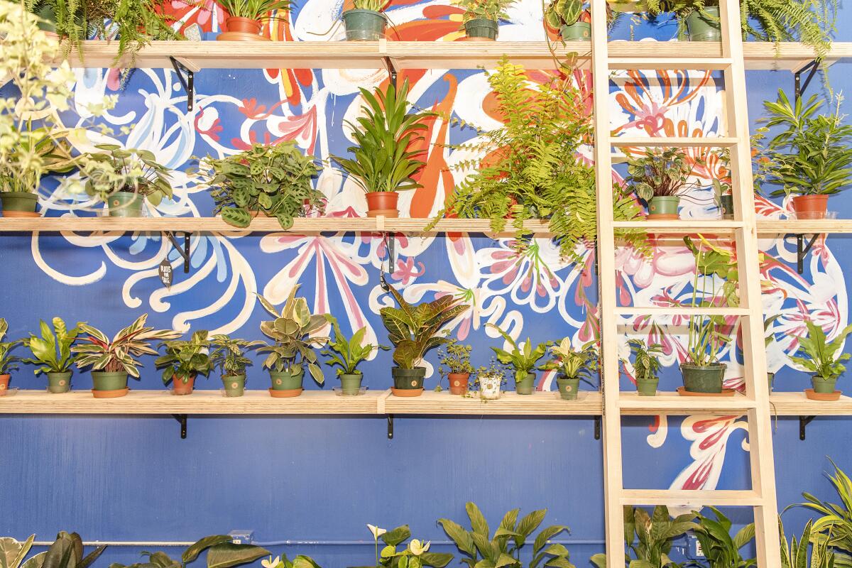 Shelves of plants against a bright blue wall.