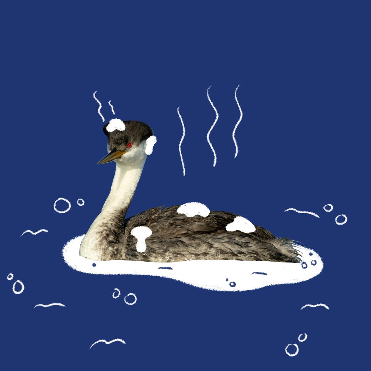 Western grebe, in a photo illustration.