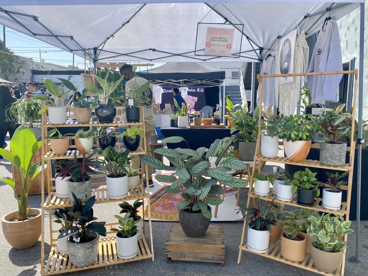 Small plant shop set up outdoors. Two dozen smaller plants on the shelves of two bookshelves; larger plants on the pavement.