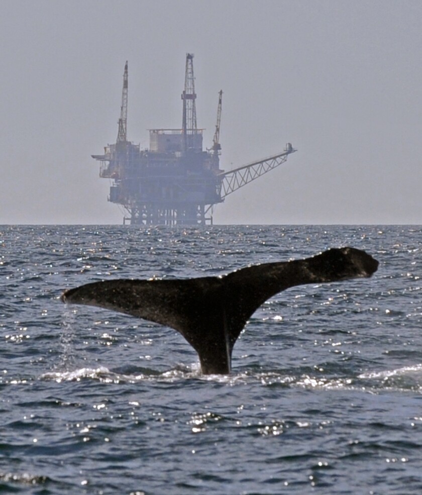 A humpback whale  prepares for a deep dive in the Santa Barbara Channel.