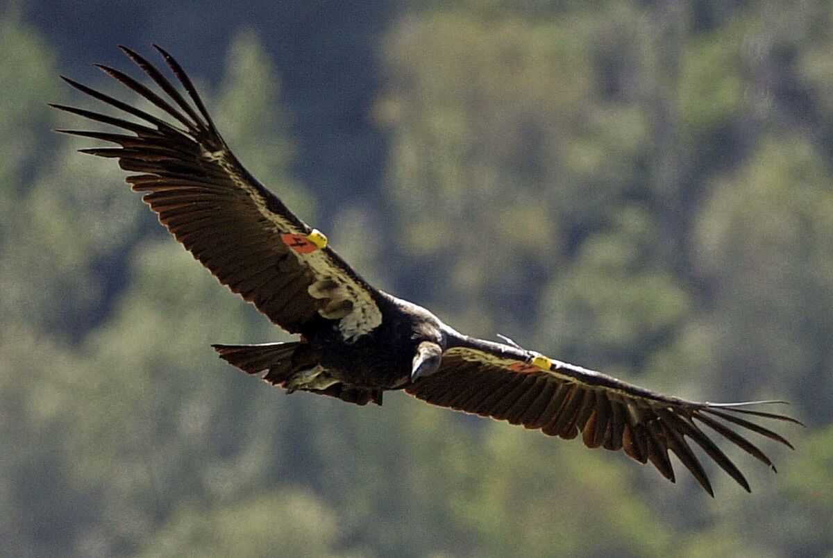 A two–year old male California condor soars in the Ventana Wilderness Sanctuary near Big Sur in 2001.