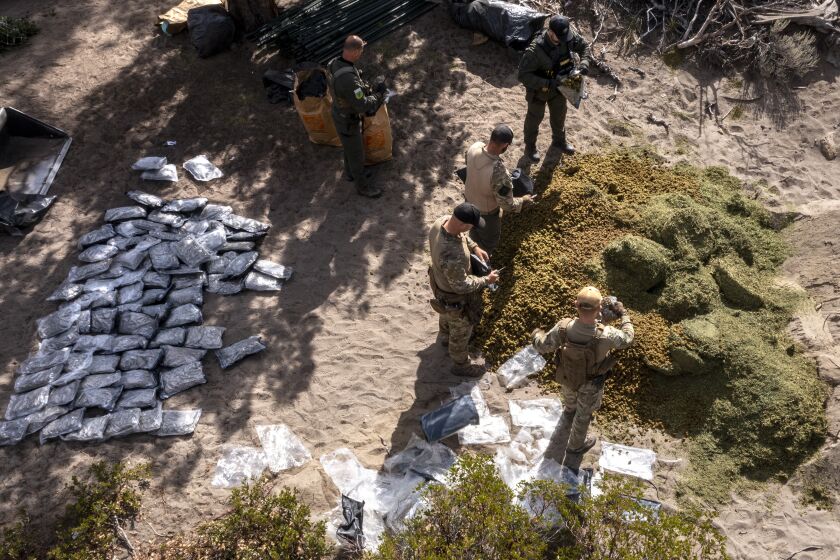 MT. SHASTA VISTA, CA - October 13 2021: Siskiyou County marijuana task force serves search warrants on an illegal greenhouse cannabis grow on Wednesday, Oct. 13, 2021 in Mt. Shasta Vista, CA. They found hundreds of pounds of processed and unprocessed marijuana, dug a trench and buried it. (Brian van der Brug / Los Angeles Times)