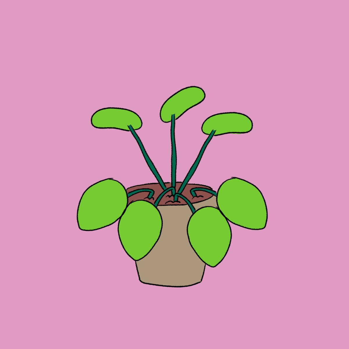 An illustration of a pilea peperomioides