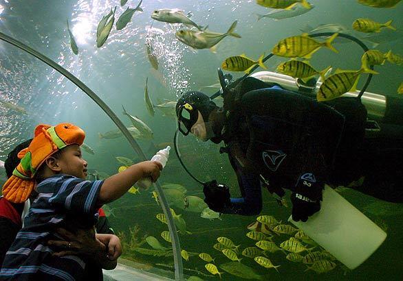 A Thai pupil plays with a scuba diver at Chiang Mai Zoo's aquarium in Thailand's Chiang Mai province. The $17-million new facility has the world's longest tunnel aquarium, which is more than eight miles long and four miles wide and features 8,000 aquatic animals from 250 species.