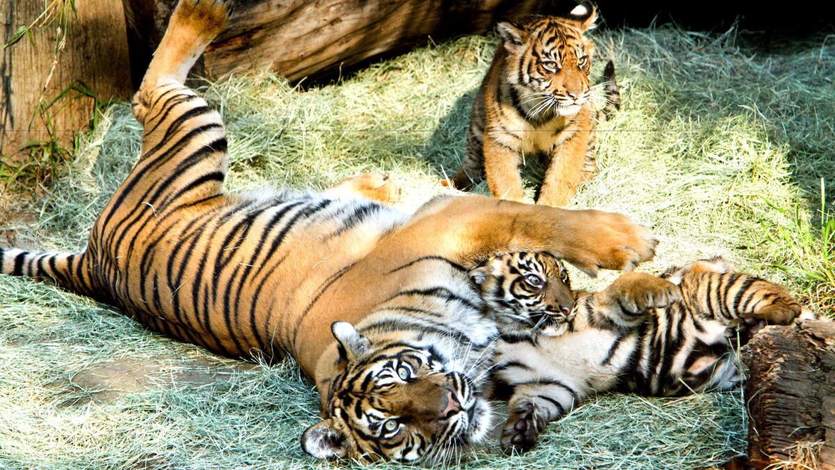 Sumatran tiger cubs, joined by their mother, make their official public debut at the Los Angeles Zoo in 2011.
