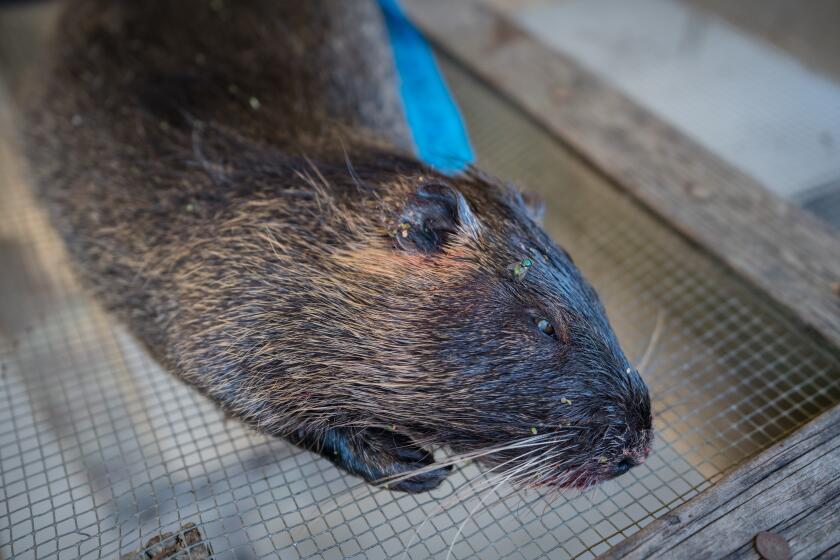 A dead female nutria captured in the wetlands near Los Banos, Calif. Rep. Josh Harder (D-Turlock) took a tour of California Department of Fish and Wildlife’s Nutria Eradication Program headquarters in Los Banos, where he learned about the difficulties associated with eradication of the swamp rodent.