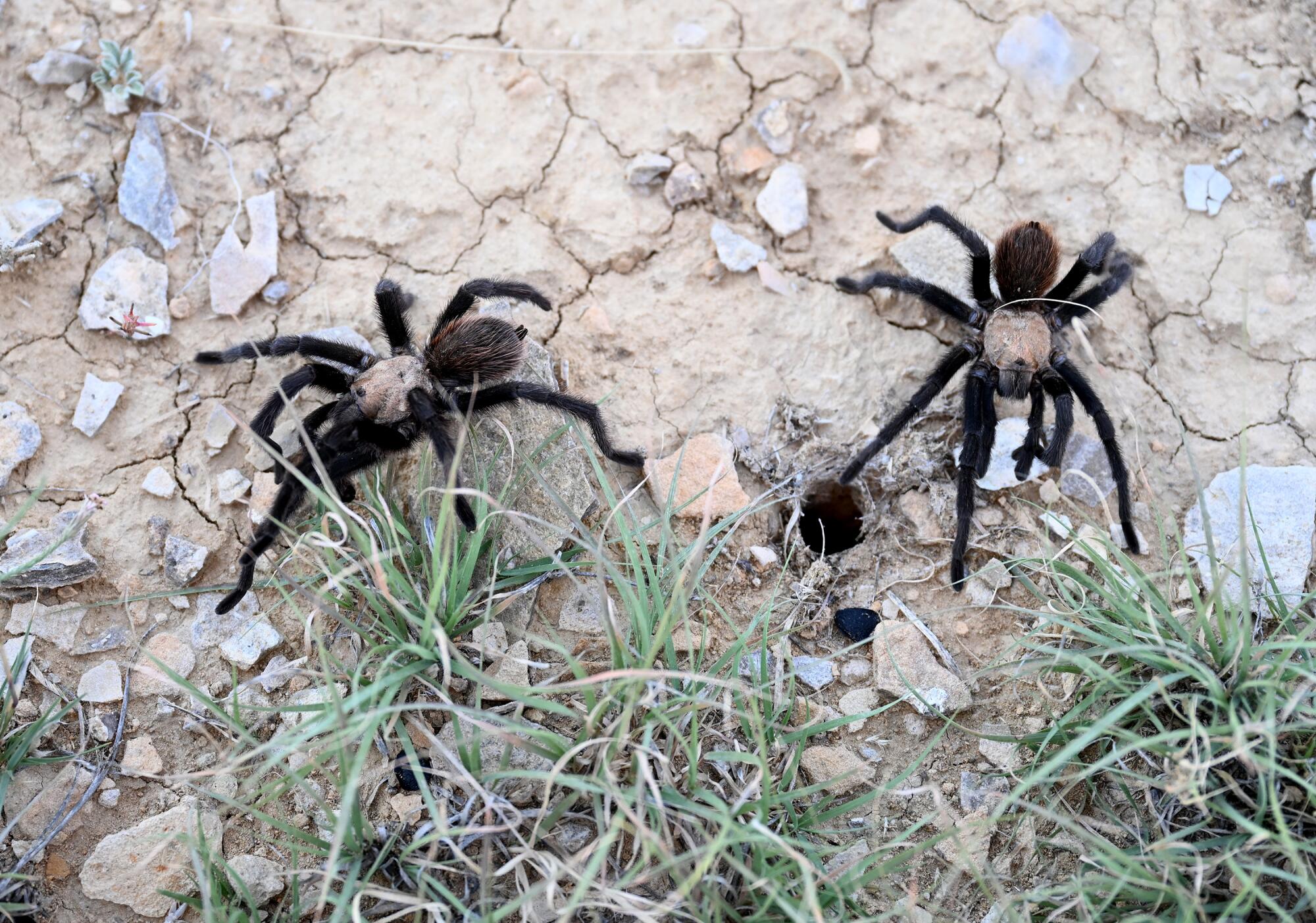 Two tarantulas on dirt near holes in the ground 