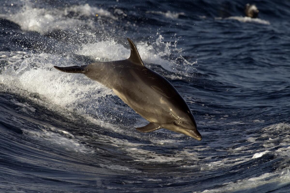 A dolphin leaps out of the wake generated by the Dana Pride.