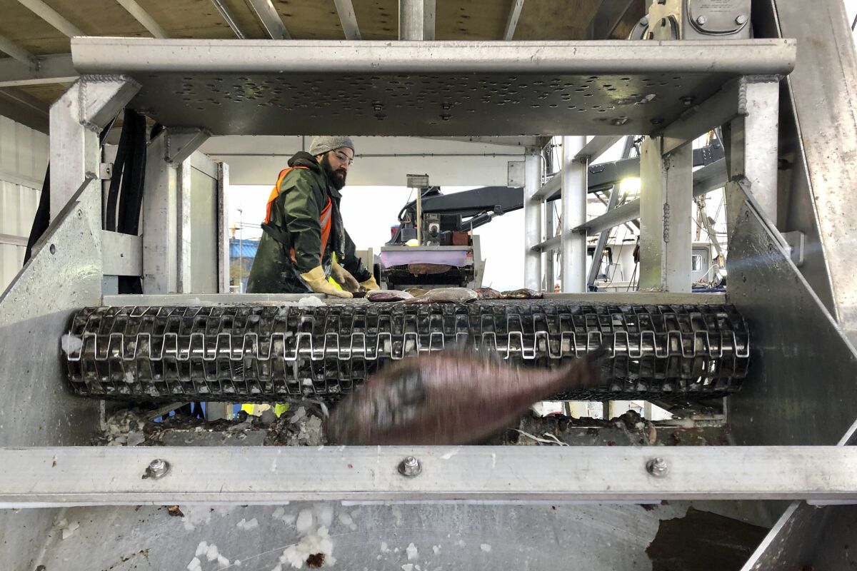 A worker sorts fish being unloaded from a bottom trawler containing rockfish and other groundfish species in Warrenton, Oregon.