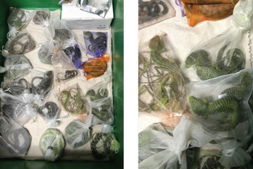 U.S. Customs and Border Protection found 60 reptiles in small bags on Jose Manuel Perez' body 