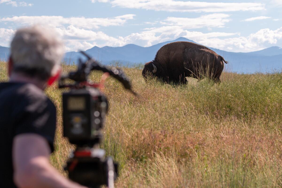 A man standing in front of a video camera looking at a bison in a field